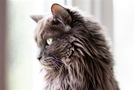 Nebelung Cats | Cat Breeds