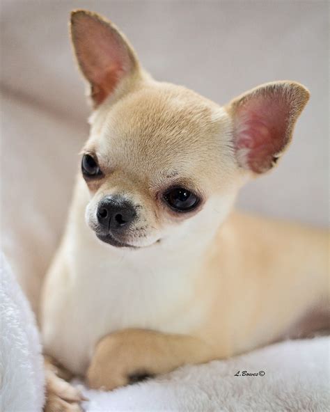 Chihuahua Puppies For Adoption In Ohio | PeepsBurgh.Com