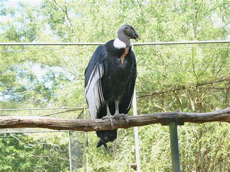 The Online Zoo - Andean Condor