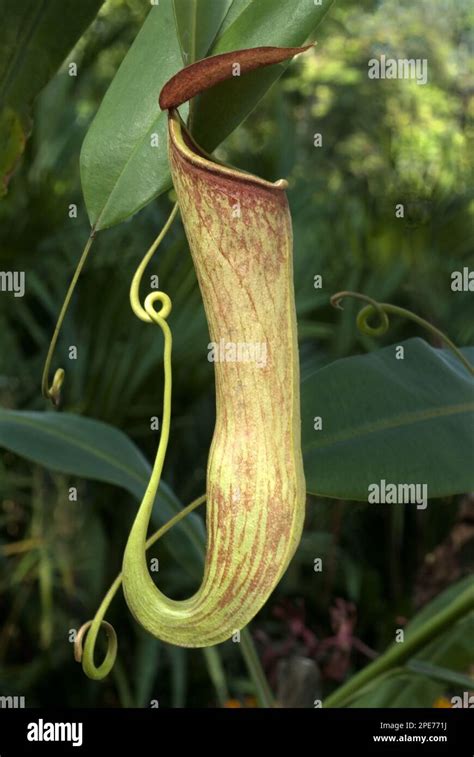 Pitcher plant (Nepenthes khasiana), pitcher plant family, Khasiana Pitcher Plant pitcher ...