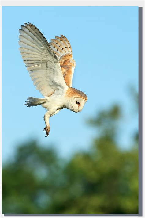 Barn owl hunting for voles and other small rodents in Norfolk | Peter Mallett | Wild Norfolk