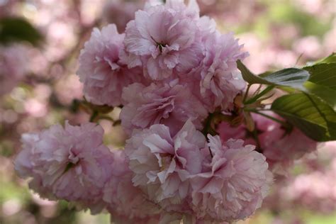 Pink Flower Bloom Spring Flowering Tree | Trees| Free Nature Pictures by ForestWander Nature ...