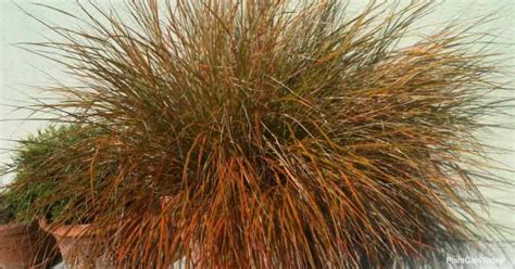 Growing Carex Testacea: Orange New Zealand Sedge Care