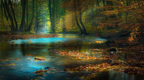 Leaves on Calm Body Of Water Surrounded With Brown Trees 4K HD Nature Wallpapers | HD Wallpapers ...