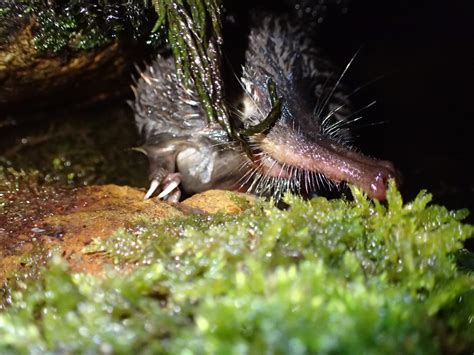 Pyrenean Desman is now Endangered – Small Mammals SG