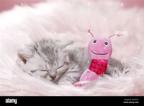 British Shorthair Kitten Stock Photo - Alamy