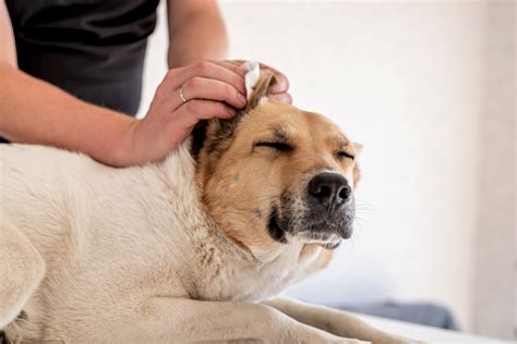 Dog Ear Cleaner: 11 Picks Recommended By Veterinarians - Vetstreet ...