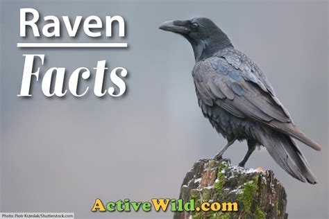 Raven Bird Facts, Pictures & In-Depth Information for Kids and Adults