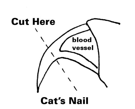 cat-nail | Colborne Street Pet Hospital