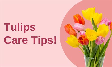 Tulips Care Tips! written by ReVased