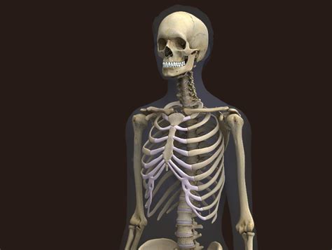 Zygote::Human 3D Female Skeleton | Medically Accurate Body