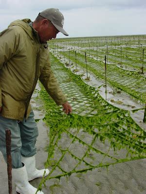 Travel Photo Friday: Seaweed Farm | Dim Sum, Bagels, and Crawfish