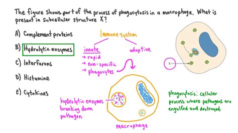 Question Video: Recalling the Substances Present in a Phagocyte | Nagwa