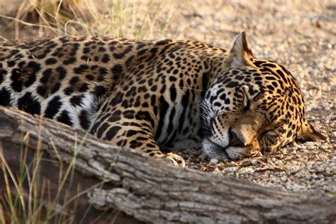 Can Jaguar Conservation be Profitable? – The Jaguar