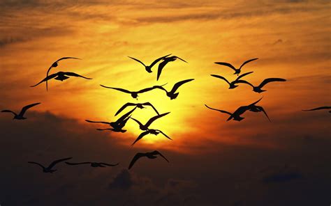 Birds flying in the sunset HD desktop wallpaper : Widescreen : High Definition : Fullscreen