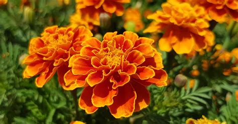 Marigold Flower (Tagetes) Growing Guides, Tips, and Information