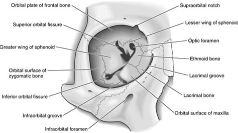 Orbital Bones — Ophthalmology Review