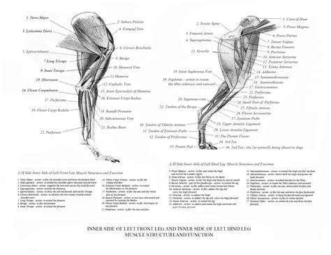 Greyhound Anatomy Diagram - The Inner Side of the Front Leg and the Inner Side of the Hind Leg ...