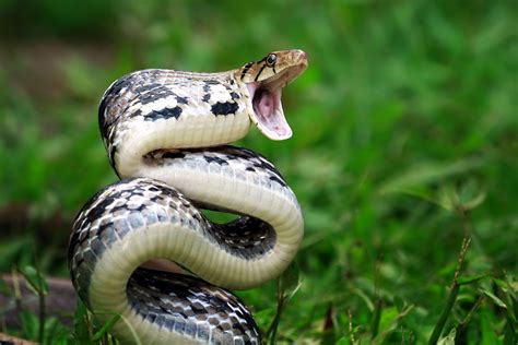 20 of the World's Most Venomous Snakes