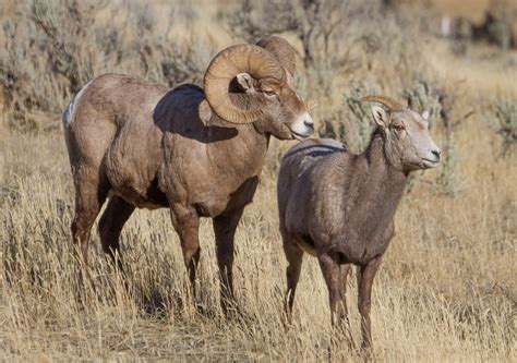 Bighorn Sheep - Yellowstone National Park (U.S. National Park Service)