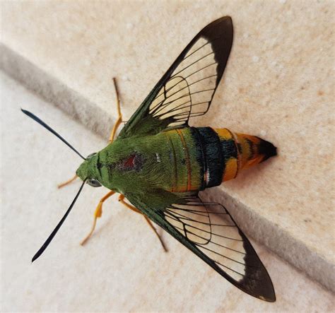 Hawk Moths - The Australian Museum