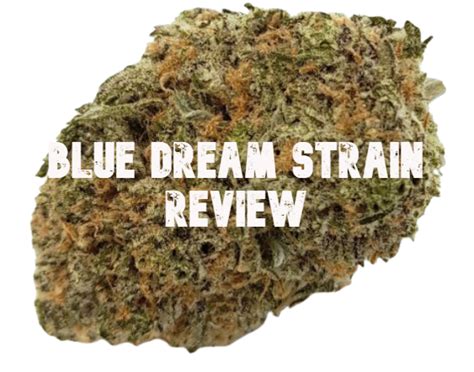 Blue Dream Strain Review - Lit Weed Delivery