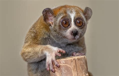 Pygmy Slow Loris | San Diego Zoo Animals & Plants