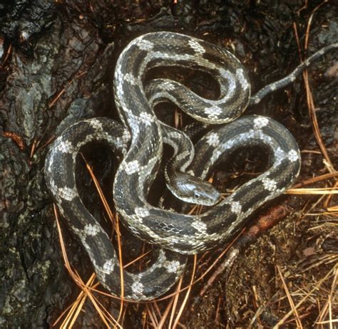 Gray Ratsnake (Amphibians & Reptiles of Cuyahoga Valley National Park) · iNaturalist