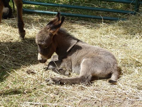 Top 100 Baby Donkey Names – Male & Female Names | PetPress