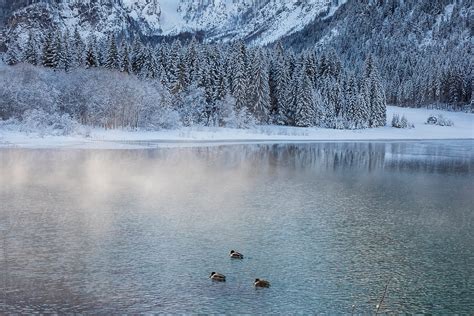 "Three Ducks In A Lake In Winter" by Stocksy Contributor "Mauro ...