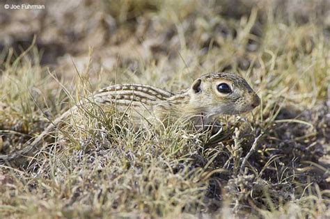 Thirteen-lined Ground Squirrel – Joe Fuhrman Photography