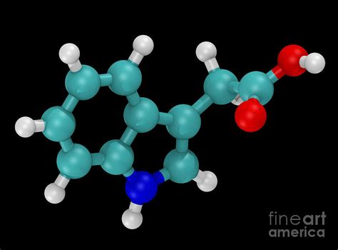 Molecular Model Of Indole-3-acetic Acid Photograph by Scott Camazine