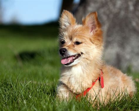 Petland Speaks: Here's Our Votes for the Cutest Mixed Dog Breeds!