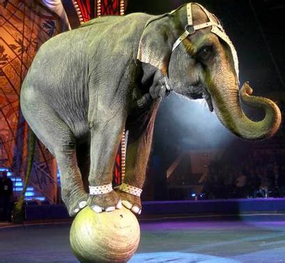 Wild animals do not belong in a circus – FVE – Federation of Veterinarians of Europe