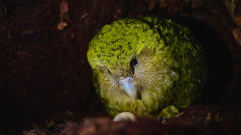 To help save kākāpōs, we must understand their genes | Popular Science