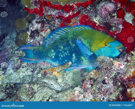 Purplestreak Parrotfish stock image. Image of images - 66555481