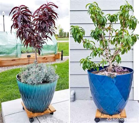 How to Grow Miniature Peach Trees in Containers - Roti n Rice