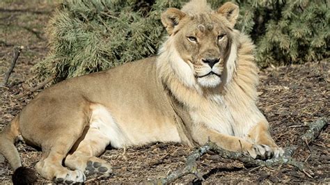 18-Year-Old Lioness Named Zuri Grows a Mane at Kansas Zoo | My Modern Met