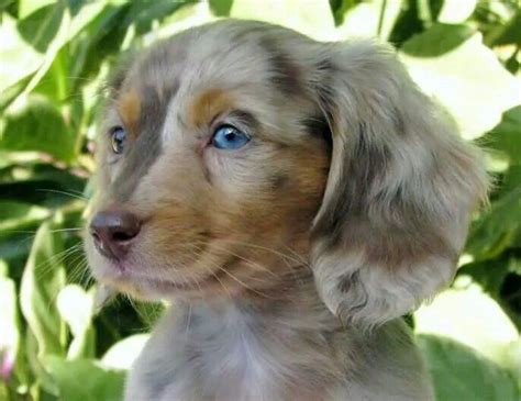 Dapple Dachshund Blue Eyes