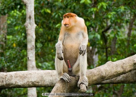 Proboscis Monkey wallpapers, Animal, HQ Proboscis Monkey pictures | 4K ...