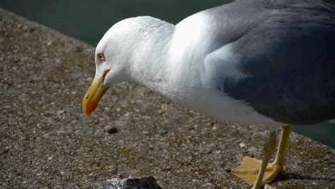 HD1080 Seagull Eating Fish. Part 3 Stock Footage Video 6753361 - Shutterstock