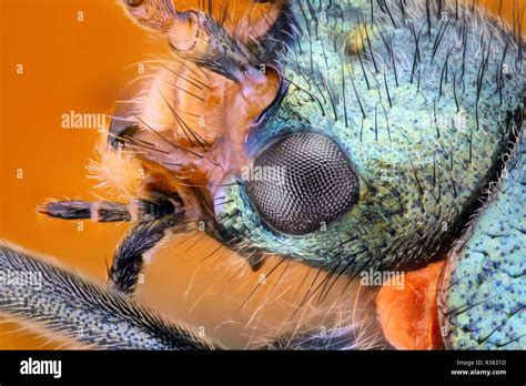 Extremely sharp and detailed study of an insect head taken with a ...