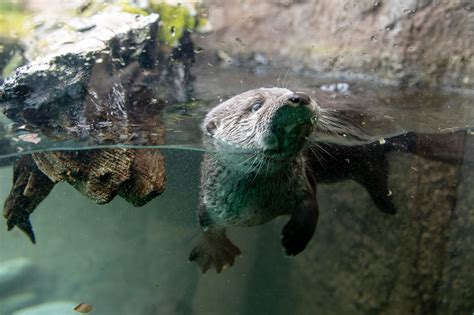 River Otter Pups Take Their Swim Lessons Outside