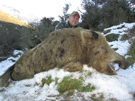 Boar Hunting · New Zealand Safaris