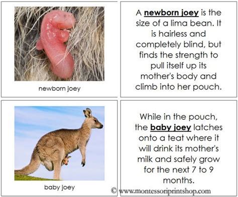 Kangaroo Life Cycle Book: illustrates and describes the kangaroo life cycle in photographic ...