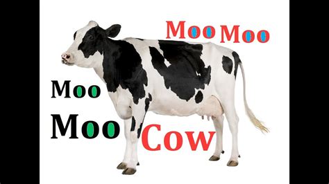 Cow Sounds Sound Effects - YouTube