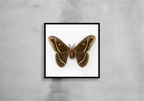 Vintage Moth Print Moth Poster Moth Art Vintage Entomology - Etsy UK