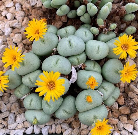 17 Beautiful Succulent with Yellow Flowers | Balcony Garden Web