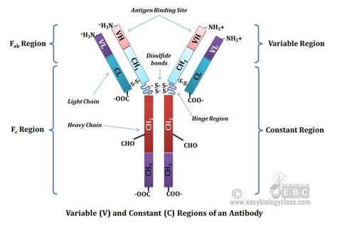 Immunoglobulin Structure and Function | EasyBiologyClass