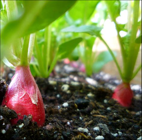 Patio of Pots: Harvesting Radishes